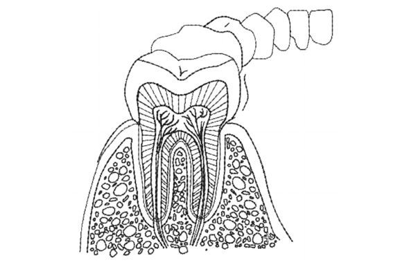 Anatomy of Teeth Embroidery Design